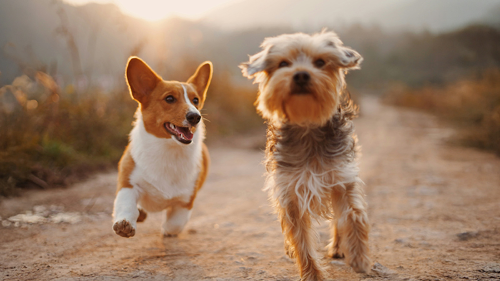 A corgi and a terrier mix walking side by side