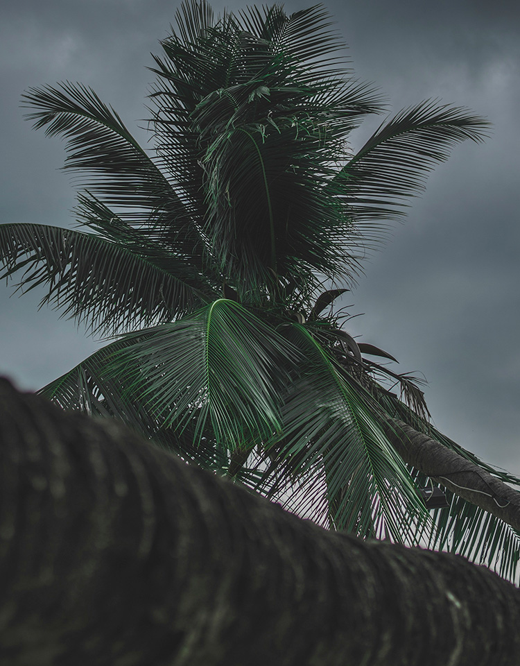 Palm tree and dark cloudy skies